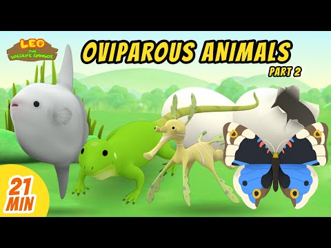 Oviparous Animals Minisode Compilation (Part 2/7) - Leo the Wildlife Ranger | Animation | For Kids