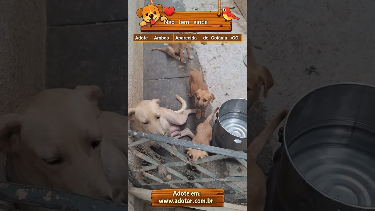 Cachorro raça SRD-ViraLata idade 2 a 6 meses nome Não tem ainda 