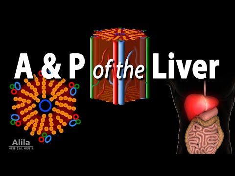 Anatomy and Physiology of the Liver, Animation