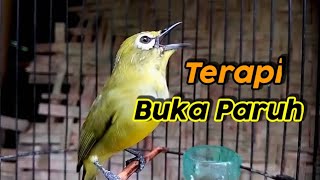 Download lagu DAKUN BALI Pleci Lure Therapy To Quickly Open Beaks mp3 Download lagu DAKUN BALI Pleci Lure Therapy To Quickly Open Beaks mp3