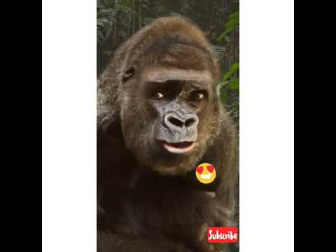 El mono dice Hola bebe como estás 😘😁😁😁😁🌍🔔💥💥💥