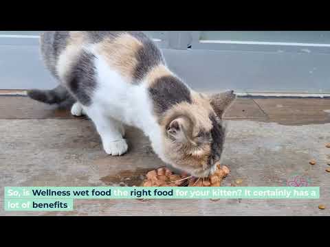 The Ultimate Guide to Wellness Kitten Wet Food: Nutrition for Healthy Growth