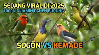 Download lagu Suara pikat sogon vs kemade dijamin panen burung mp3