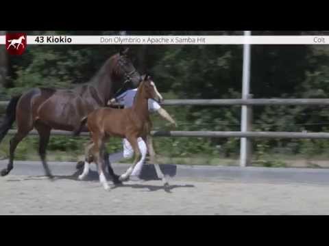 43 Kiokio (Don Olymbrio x Apache), colt / hengstveulen