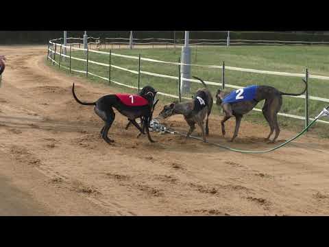 Impressionen von der Herbstmeisterschaft 2019 in Greppin