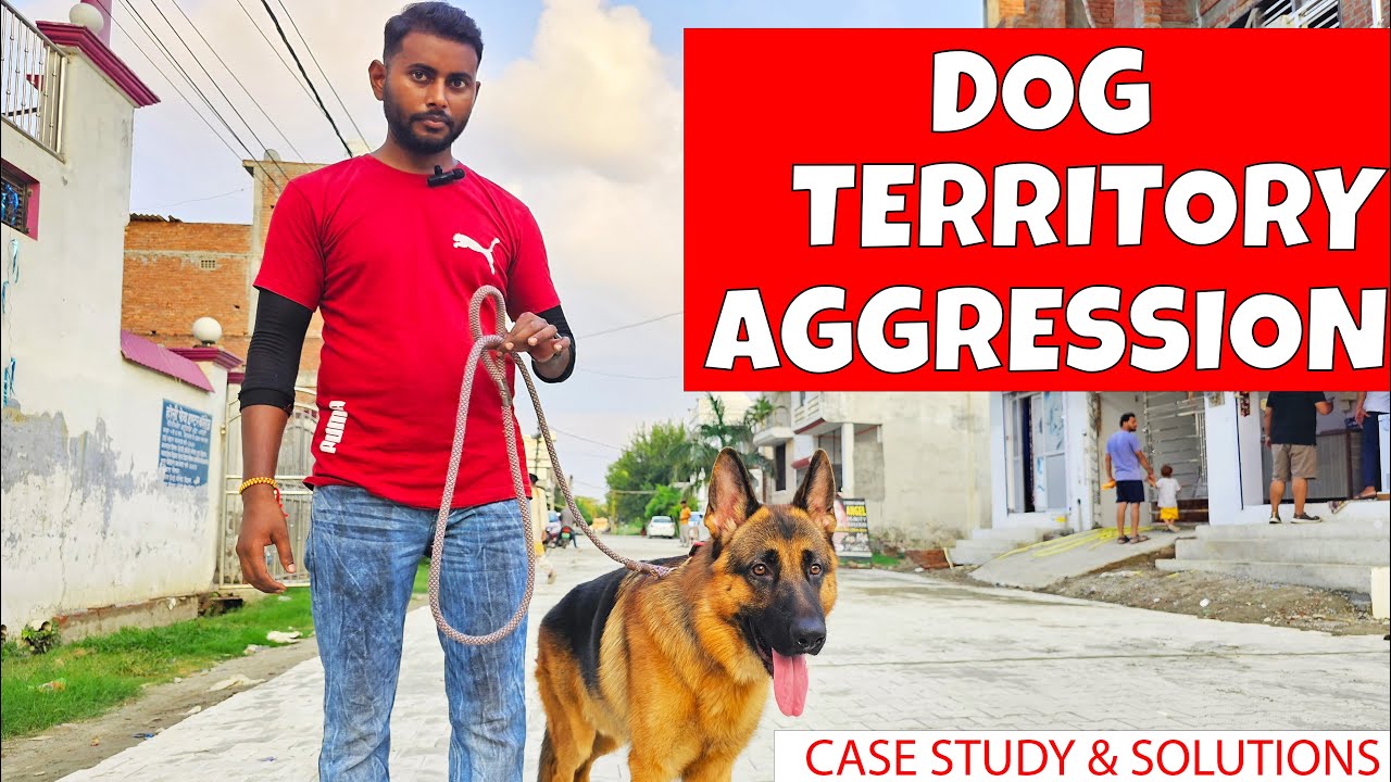 Conquering Dog Territory Aggression: A Real-life German Shepherd Case Study