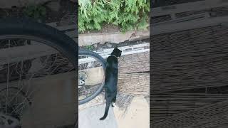 Bubbles Exploring the conifer bush 🌲