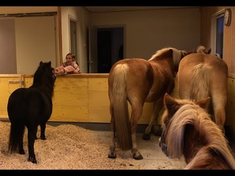 , title : 'Vores heste lukkes ind i vores nye løsdrift - og de elsker det :-)'