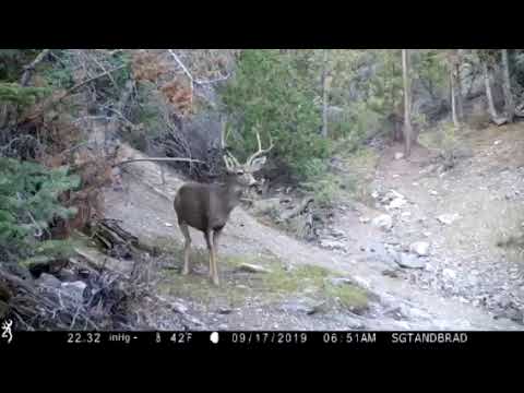 This is the only spring I found in the area. It dries up mid summer. I’ve only once or twice actually seen a deer in the area.