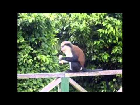 Island's Call,  Video compiled by Cherrilan Perryman