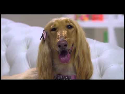 Dominal - Perros libres