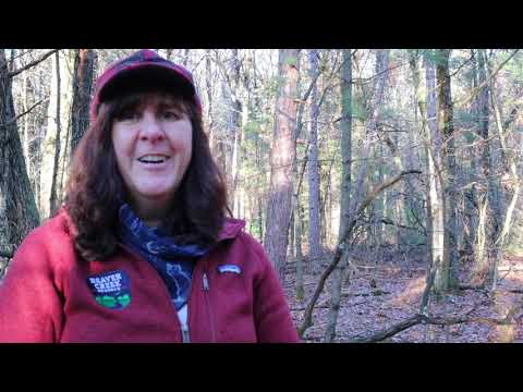Trailside Treasures 15 - Wintergreen