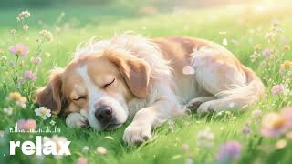 Deep Sleep Music with Animals 🐾 | 動物と眠るやさしい癒し音楽