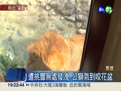 動物園大貓廊道 與獅.虎親密接觸