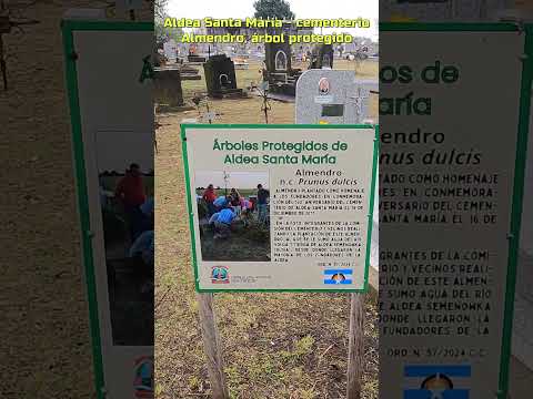 CEMENTERIO, ALMENDRO ARBOL PROTEGIDO EN ALDEA SANTA MARIA, Entre Rios #viral #shorts  #travel