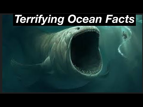 Why I’d Throat a Cactus Before I Go In The Ocean