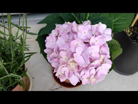 Flowers r waiting for Butterflies here at 46th floor...