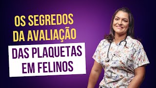 Os segredos da avaliação das plaquetas em felinos