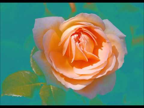 The Melodies of ECK Choirs from Africa