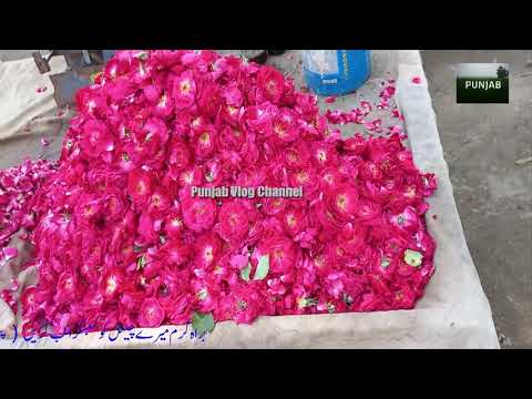 Fresh Flowers - Pholo ki Rehri - Beautiful Street Flowers