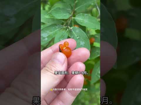 每天带你认识一种植物。#科普 #知识渊博 #百科密码 #中药 #中草药 #健康 #植物科普