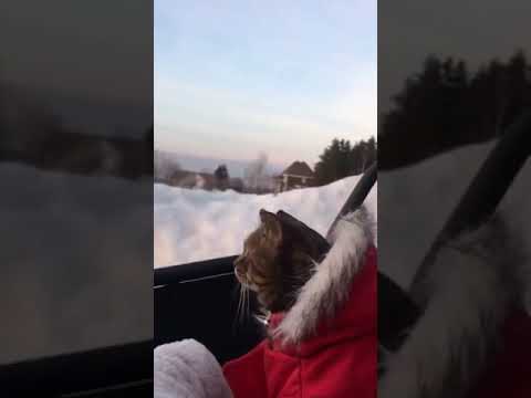 Cat wearing a little winter coat can't believe it's eyes while riding in an ATV