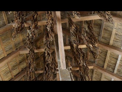 Flake Tabak mit Nicotiana Rustica - Deutsch