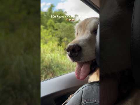 #portoferreira #viagemdecarro #viagem Pet friendly #comprinhas #Porto Brasil #shortsvideo #vlog