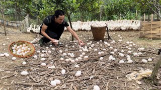 Harvesting eggs to sell at the market - Vàng Hoa