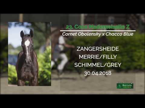 23 Coco Mademoiselle Z (Cornet Obolensky x Chacco Blue)