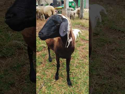 5 de setembro de 2026. fazenda ipê, terra boa PR.