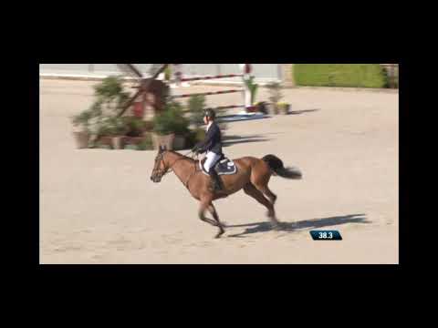 Harola 7YO Final Valkenswaard