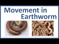 Movement in Earthworm - Movement of Earthworm Class 6 - Earthworm Locomotion - Earthworm Movement