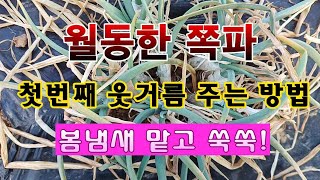 [텃밭농부 2,140]  월동 한 쪽파밭에 첫번째 웃거름 주는 방법! #쪽파재배 #월동쪽파