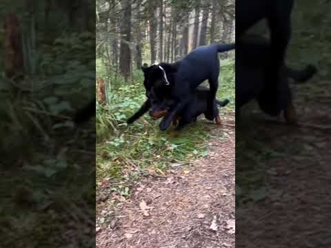 Black tiger playing with a dog نمر اسود يلعب مع كلب
