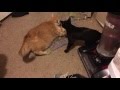 Hillbilly catfight for catnip?