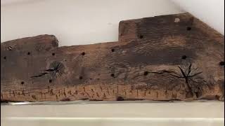 Album cover: Woodworm