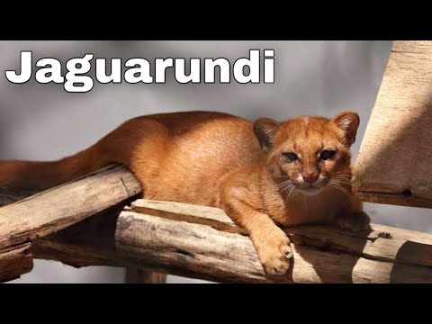 Jaguarundi: The Shadow Cat. Interesting and Amazing Facts. Animals Life