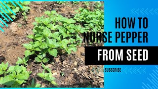 How To Nurse Pepper From  Seed [ Complete Guide]