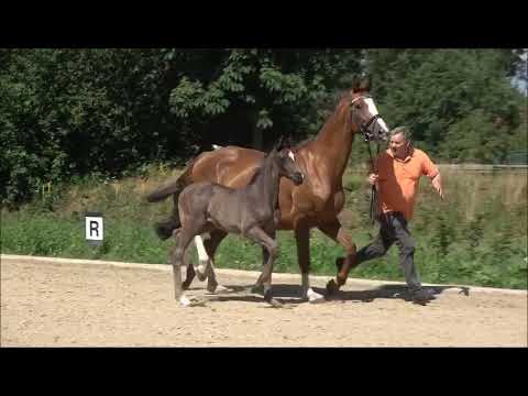 Hengstfohlen von Maracana x De Niro x Rubinstein, geb.: 2019, for sale