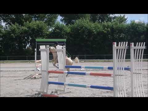 5 years old German Riding Pony v. Cosmopolitan D