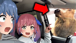 [Vtub] Omesis 開著新車逛野生動物園