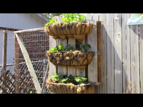 YouTube video about: When to plant strawberries in zone 9?