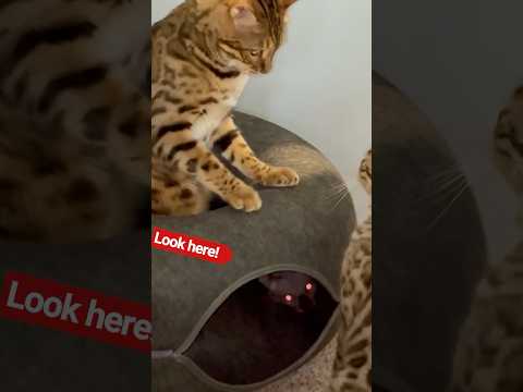 Wrinkle + Bengal Madness!