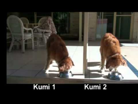 Cloned kumi Dogs