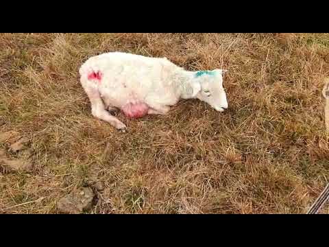 Matanza de lanares en Cerro de las Cuentas (Cerro Largo) 01-09-20