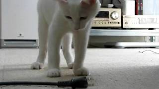 Punching cat  Milk (2)