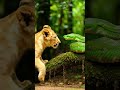Lion Cub's First Encounter With a Snake #shorts