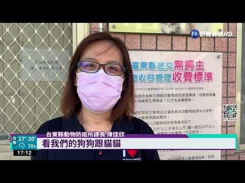 流浪貓狗"飛上天" 領養"形象照"引熱議