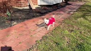 Video preview image #1 Maltese Puppy For Sale in Alexandria, KY, USA
